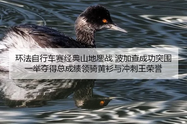 环法自行车赛经典山地鏖战 波加查成功突围 一举夺得总成绩领骑黄衫与冲刺王荣誉